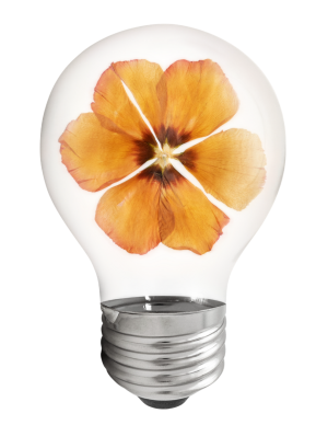 anemona-seca-pegatina-png-flor-bombilla-estetica-de-otono-con-fondo-grafico-transparente-Photoroom